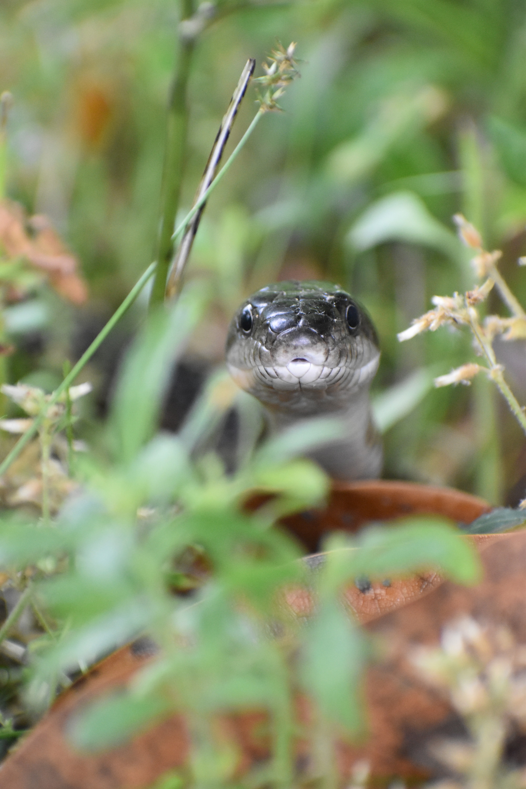 Meeting a noodle face-to-face