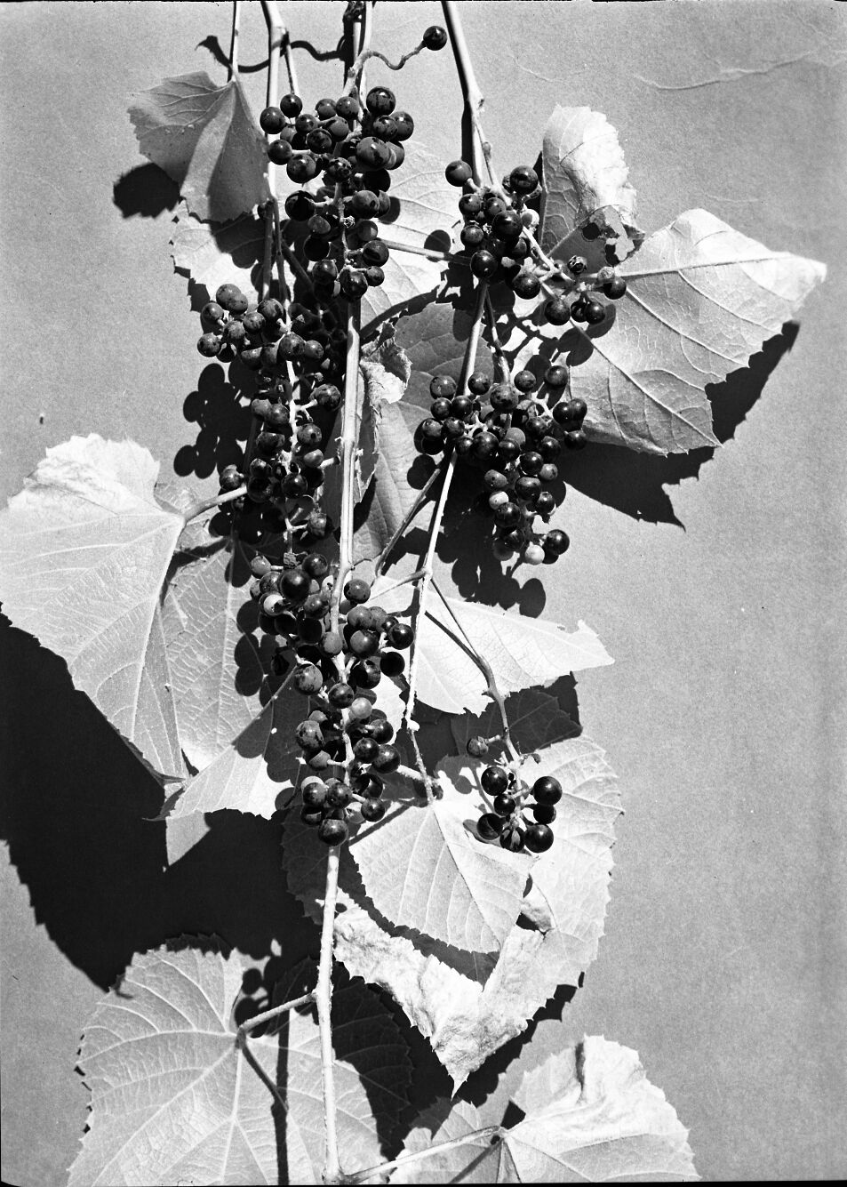 Native Arizona grape. Vitis arizonica.