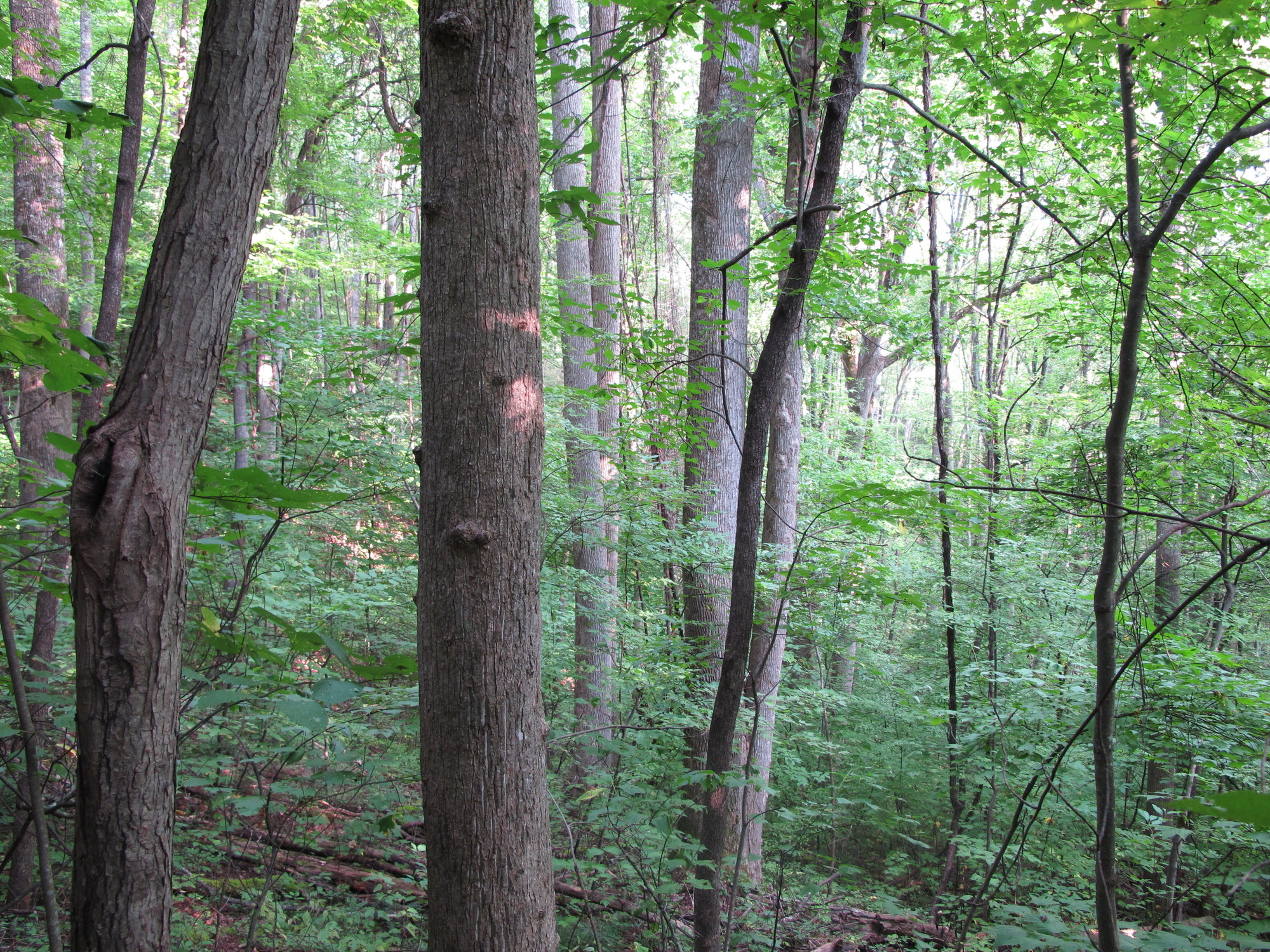 GRSM Accuracy Assessment. Plot Code: GRSM_AA_0291_6