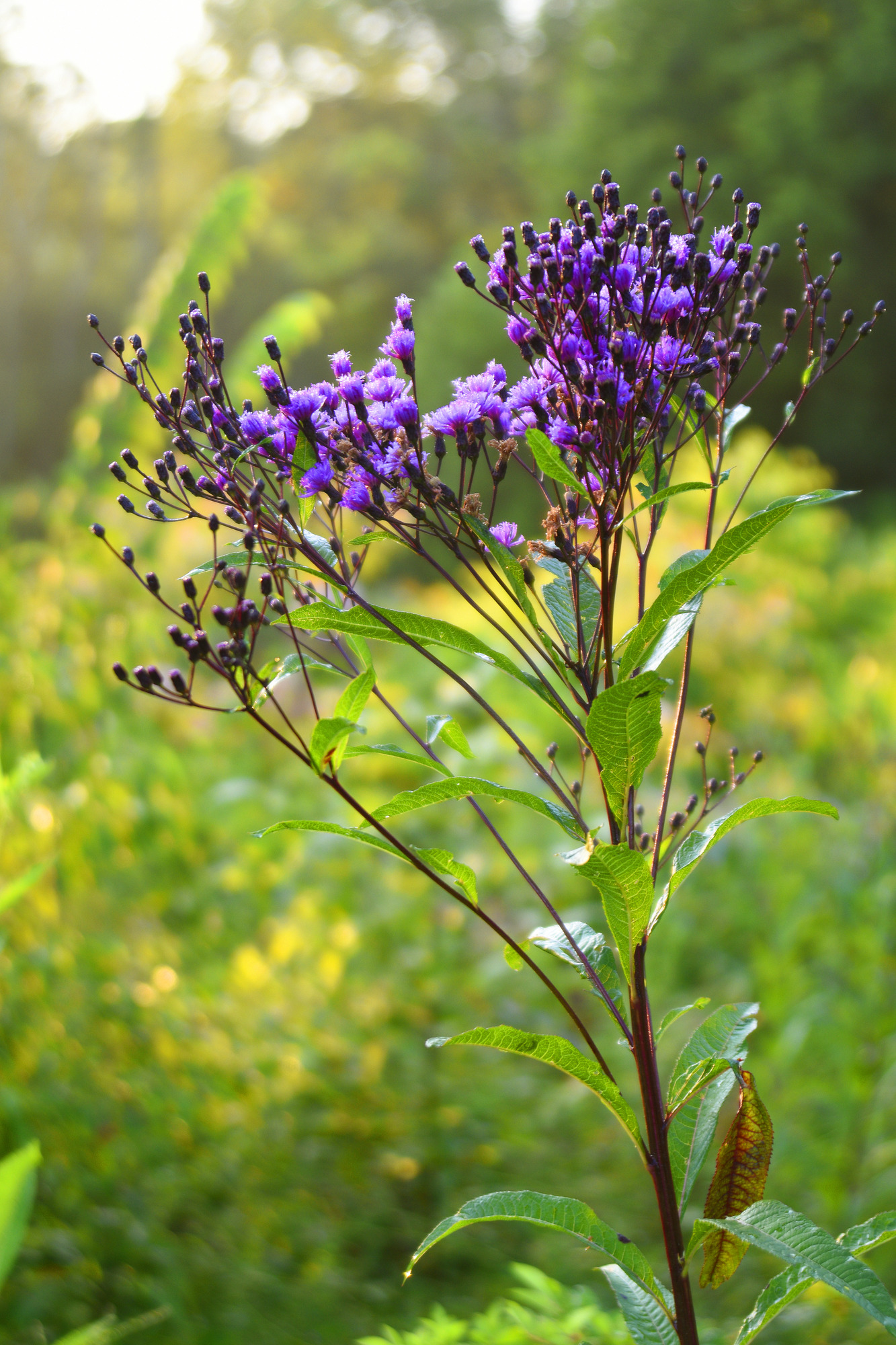 Morning sunlight streams over clusters of deep purple flowers atop a large, branching, red stem.