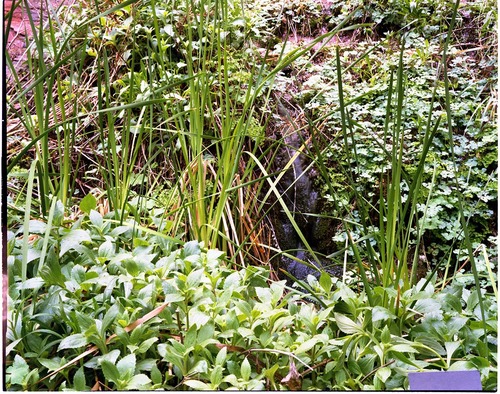 Color Photos of springline habitat - Most photos used in museum exhibits.