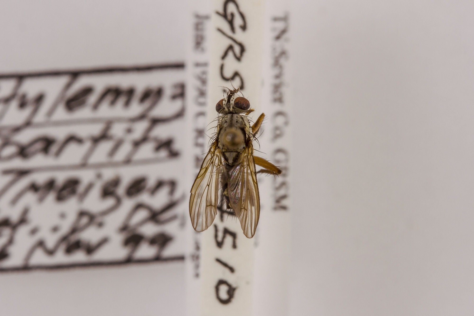 Image of Hylemya partita, a species of Animalia