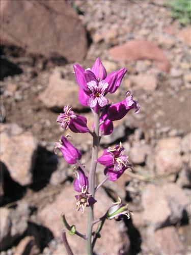 Streptanthus carinatus. Big Bend National Park, Route 13, mile 15. March 2004