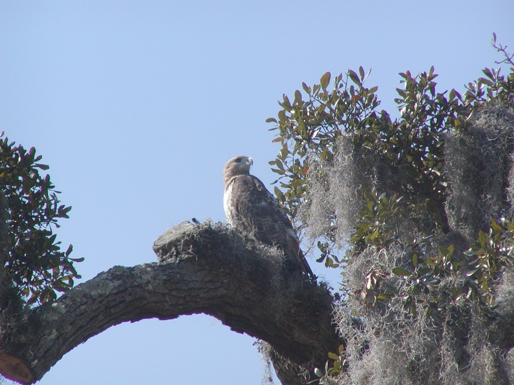 Hawks are just one of a number of birds and other animals that can be seen at Charles Pinckney National Historic Site.