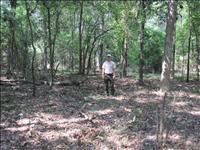 Exotic Plant Management Project at Arkansas Post National Memorial in summer 2011. Features before and after images of work completed during the exotic plant management project.  Also features some of the Youth Conservation Corps and Biological Technicians at work.