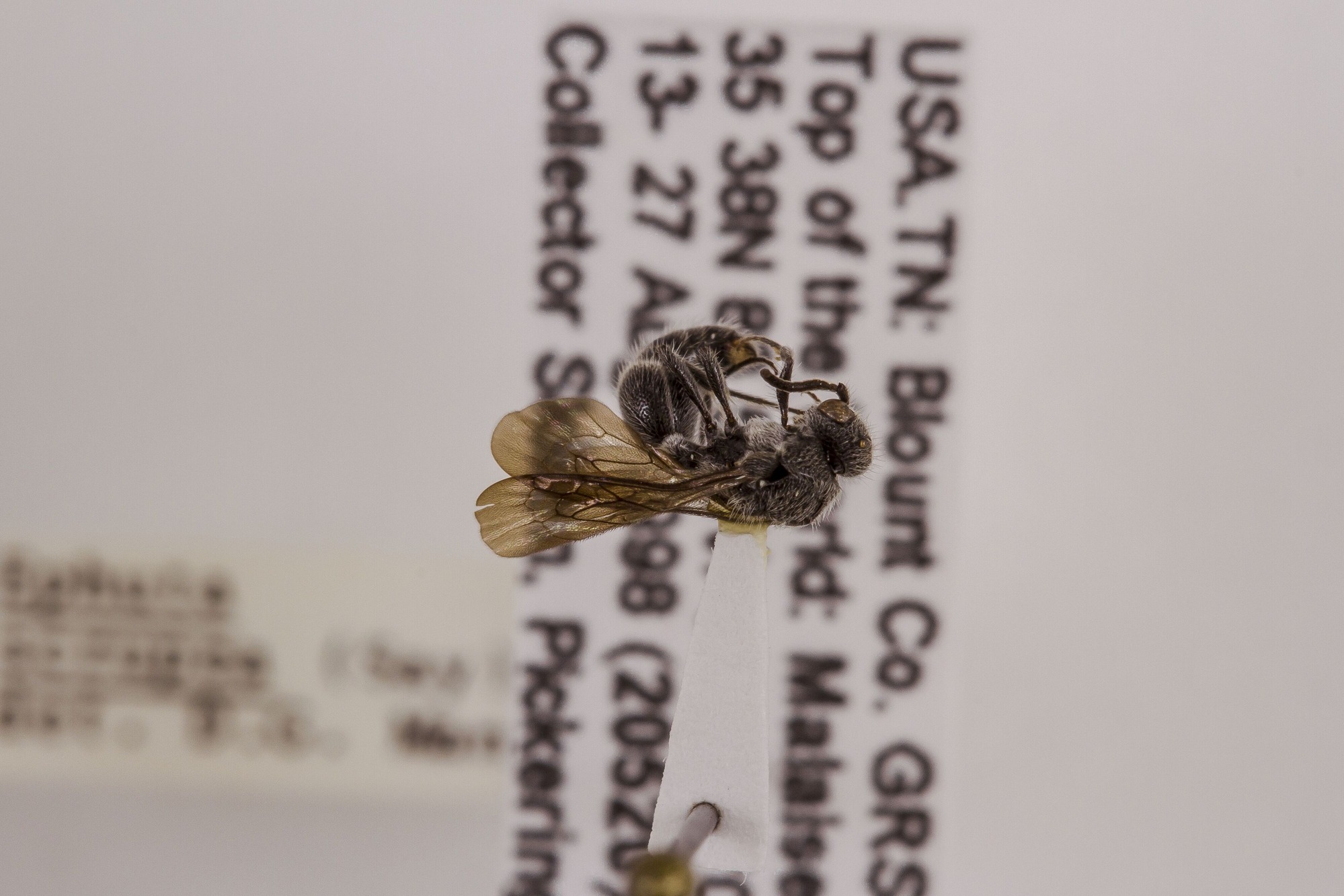 Image of Ephuta scrupea, a species of Animalia