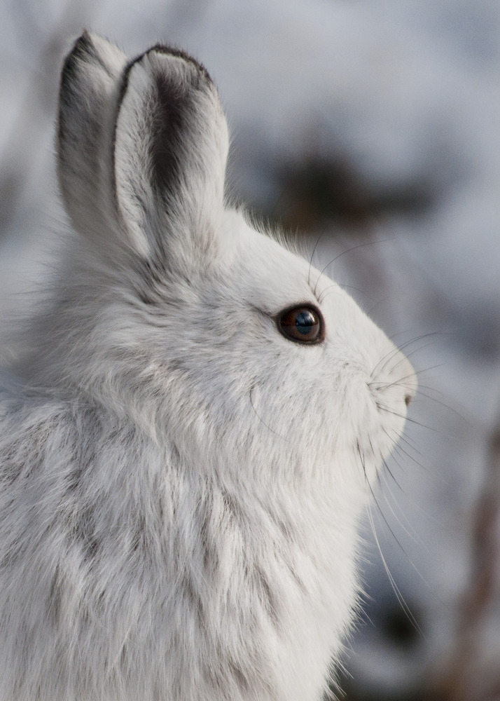 a white snowshoe hare