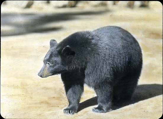 Large Black Bear