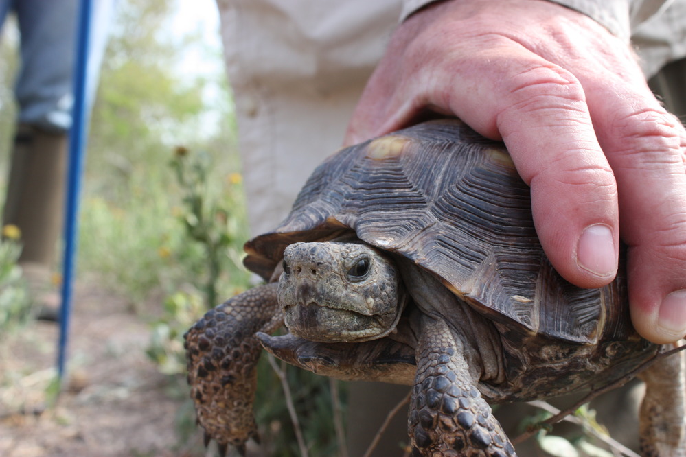 Researcher holding young Texas tortoise