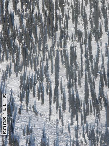 2 Yukon-Charley Rivers National Preserve Wolf Capture 2003