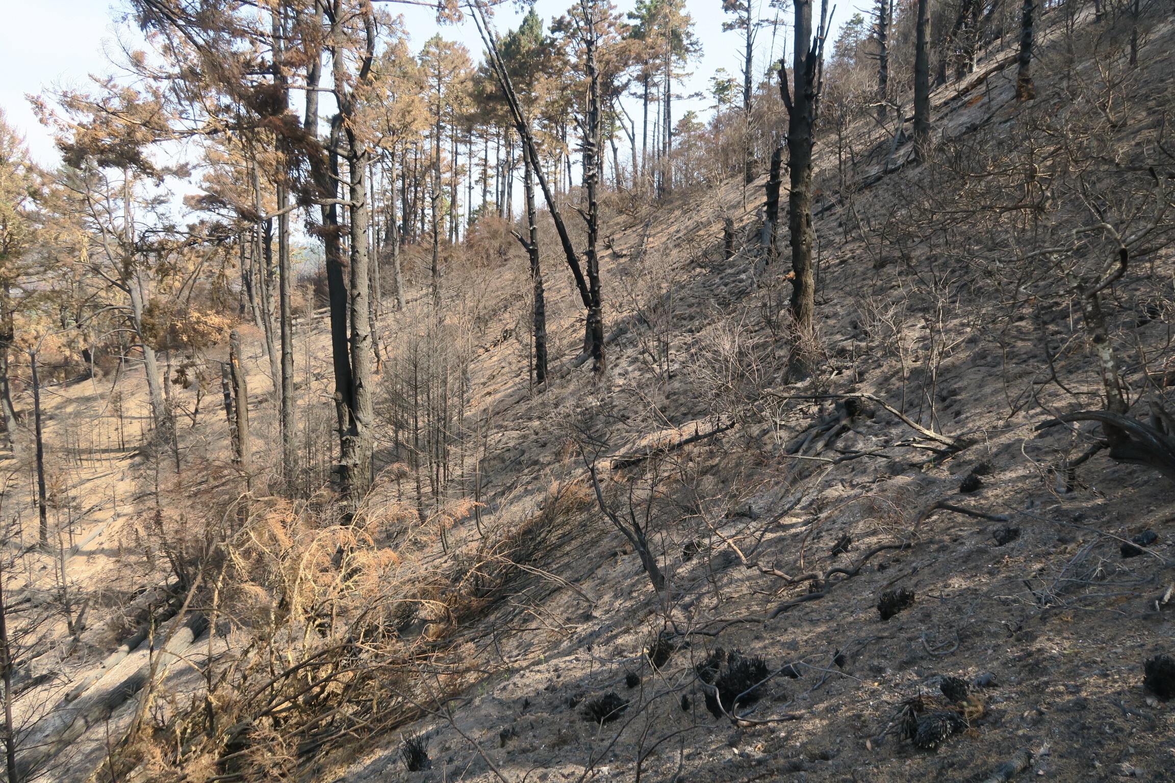 Gray ash covers the ground on a slope around the trunks of fire-blackened trees.
