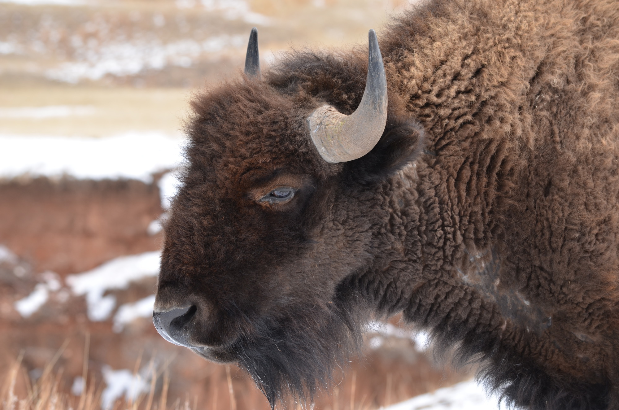 a female bison with a short beard and short hair on the head