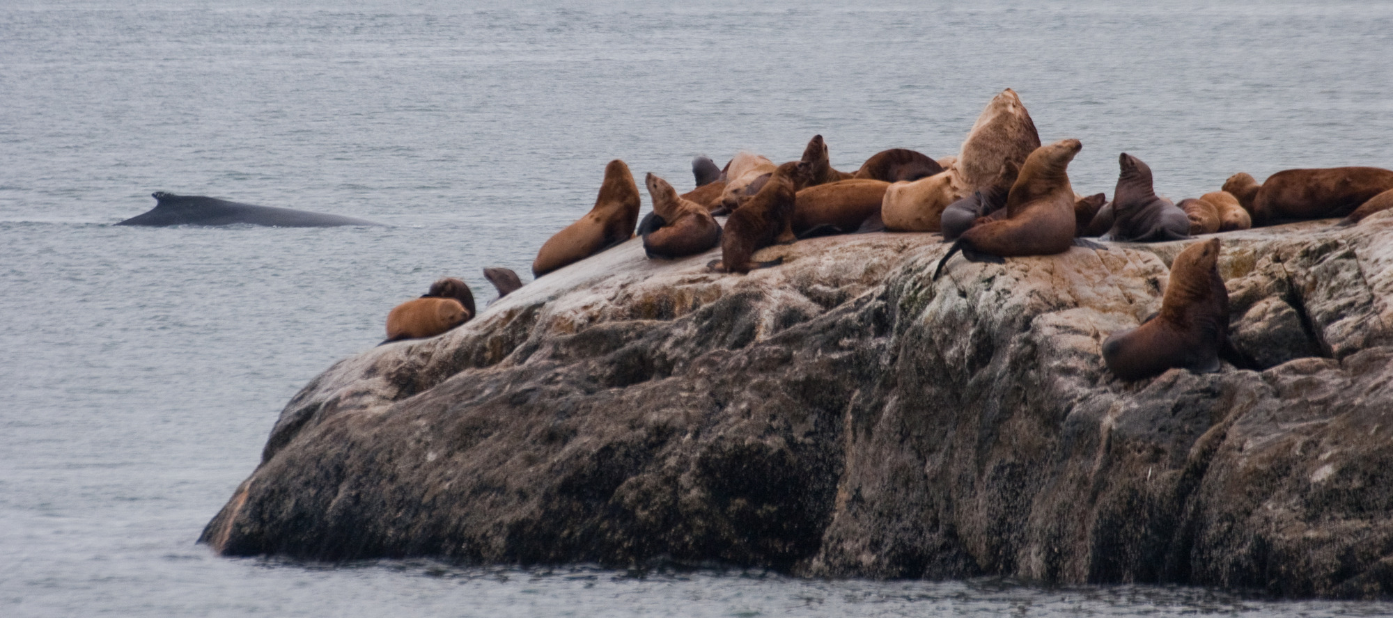 Stellar's Sea Lions hauled out with a Humpback Whale in the background
