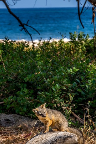 Island Fox at Smuggler's Cove on Santa Cruz Island. 