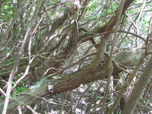 GRSM Accuracy Assessment. Plot Code: GRSM_AA_0445