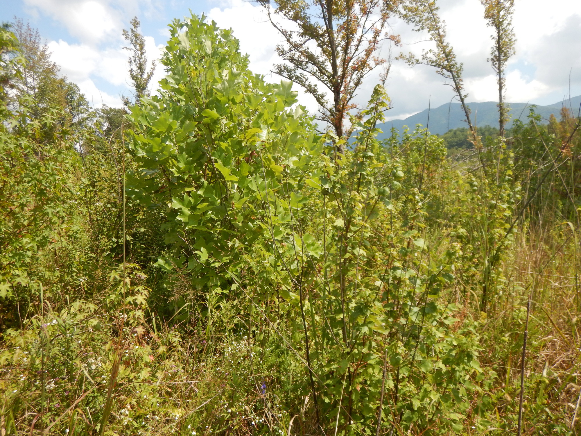 GRSM Accuracy Assessment. Plot Code: GRSM_AA_0719_3