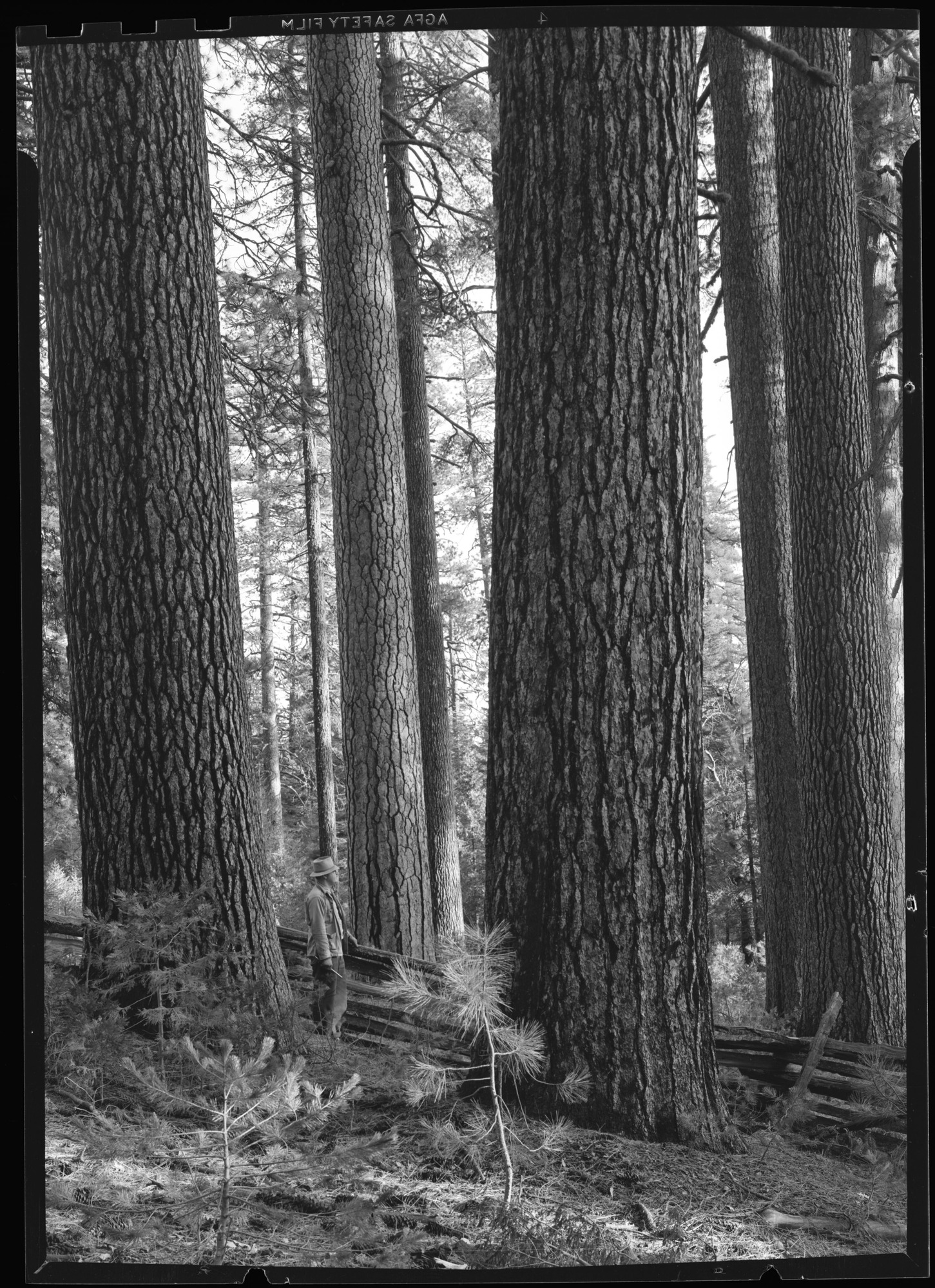 Sugar Pine on Cuneo Property