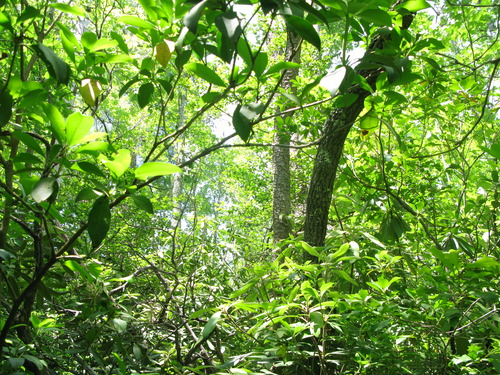 GRSM Accuracy Assessment. Plot Code: GRSM_AA_0784_2