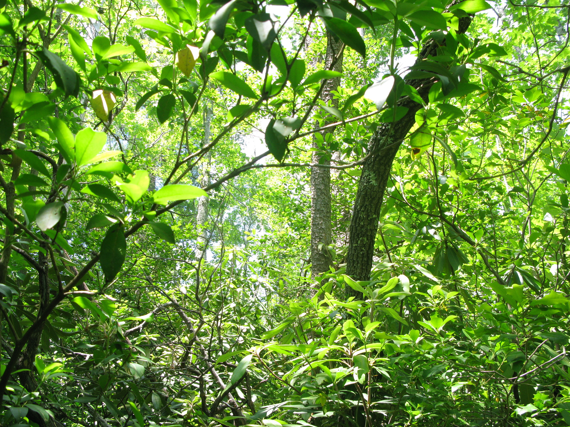 GRSM Accuracy Assessment. Plot Code: GRSM_AA_0784_2