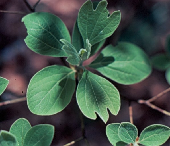 variously shaped green leaves