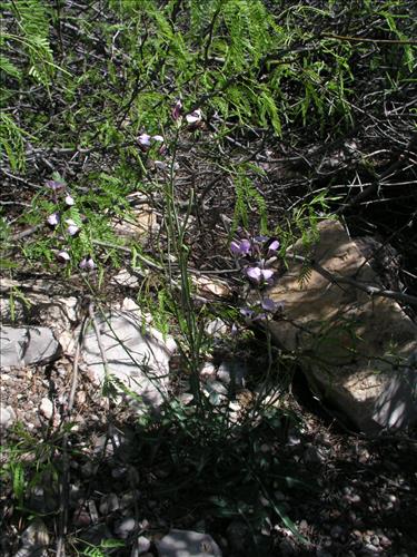 Streptanthus cutleri. Big Bend National Park, Tunnel. March 2004