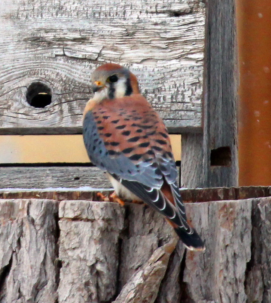 American Kestrel