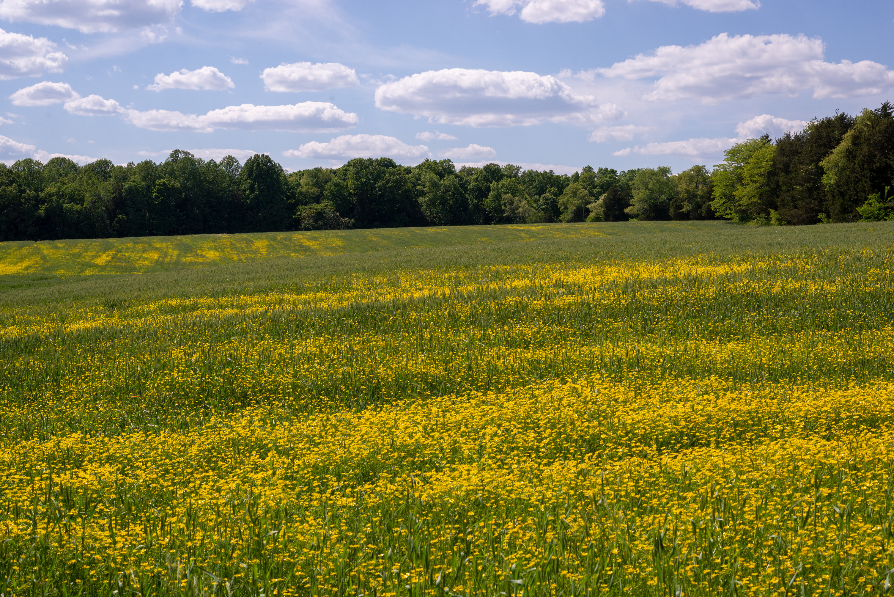 A field of yellow flowers on a sunny day with a forest in the distance.