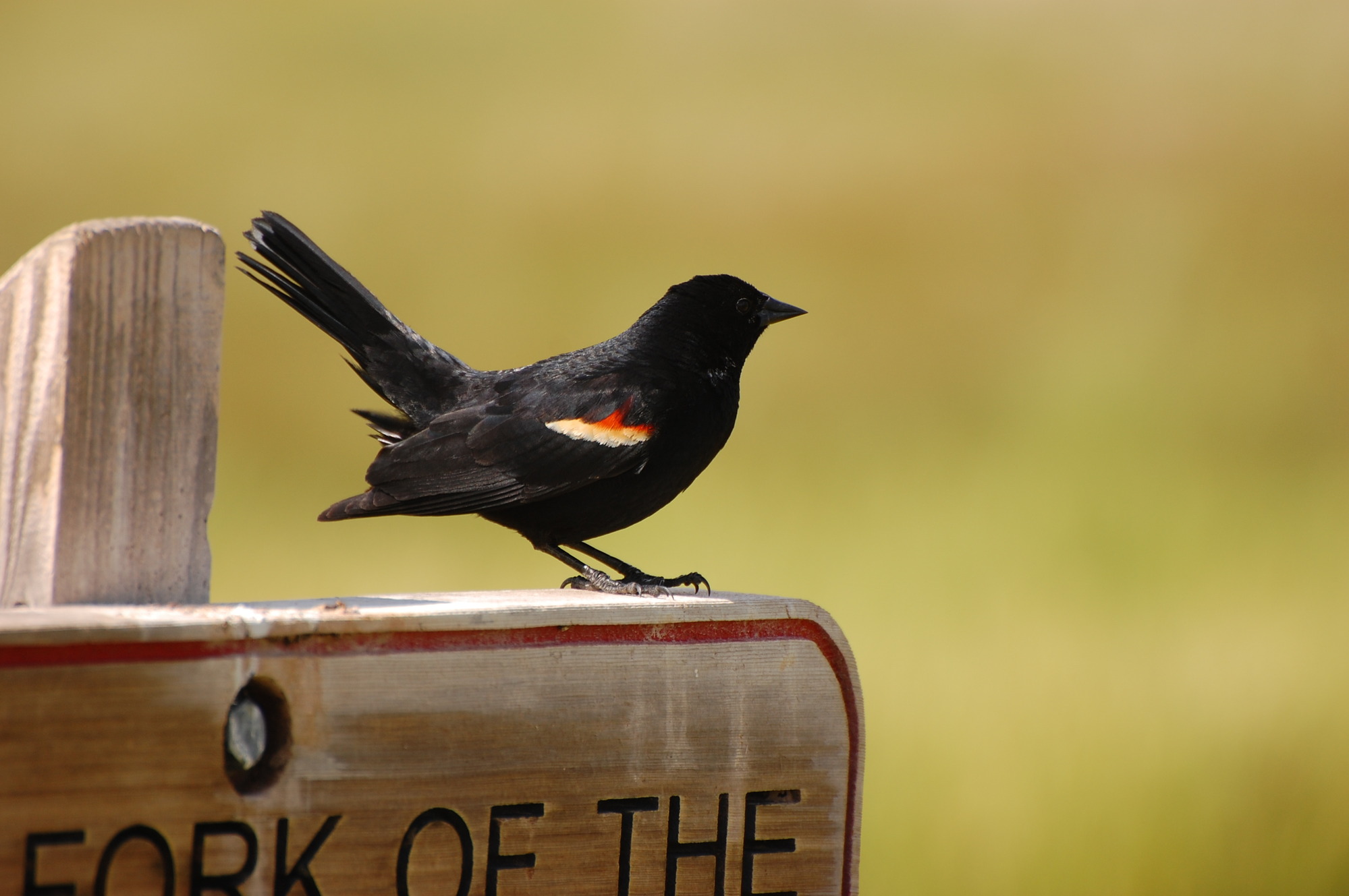 A red-winged blackbird perches on a wooden sign