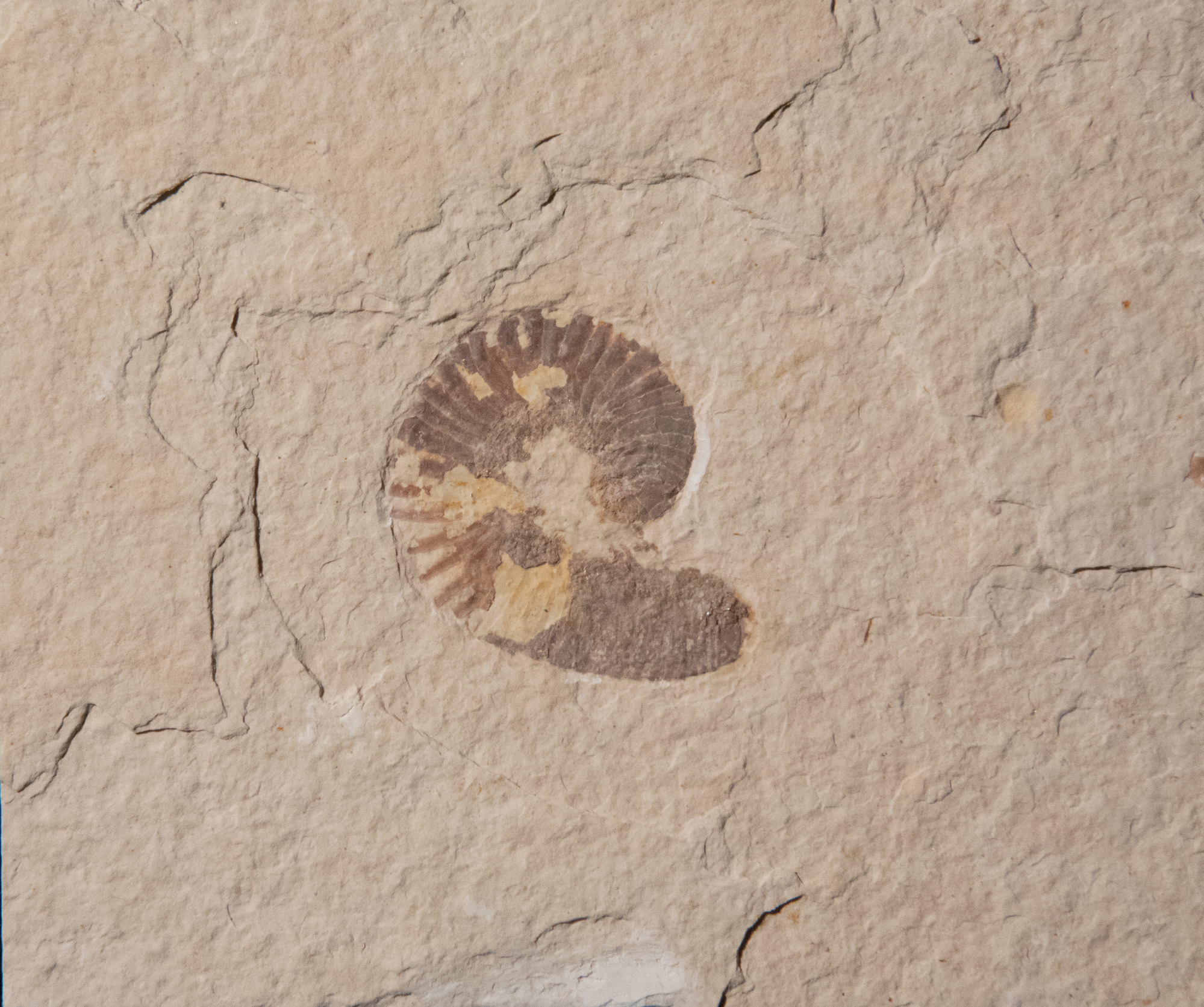 Set in a tan stone, a dark brown fossil of a millipede curls into a circle.