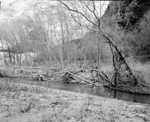 Identical area of beaver work photographed a year ago near base of Great White Throne.