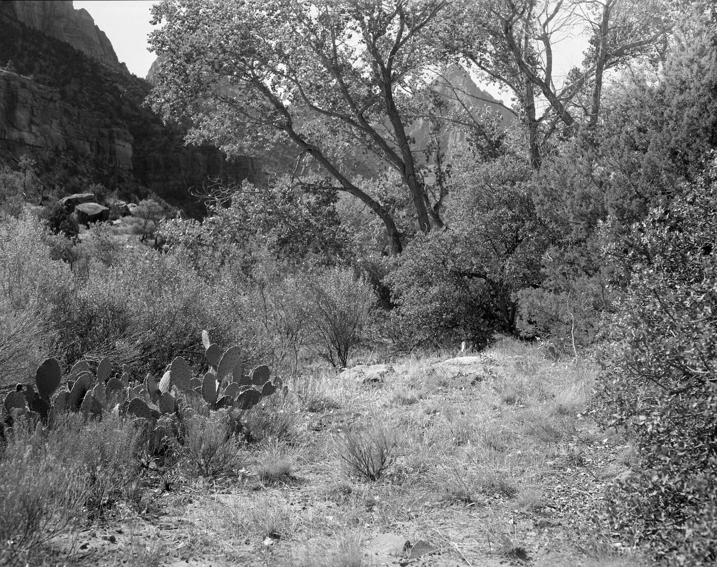 Habitat record of deciduous woodlands.