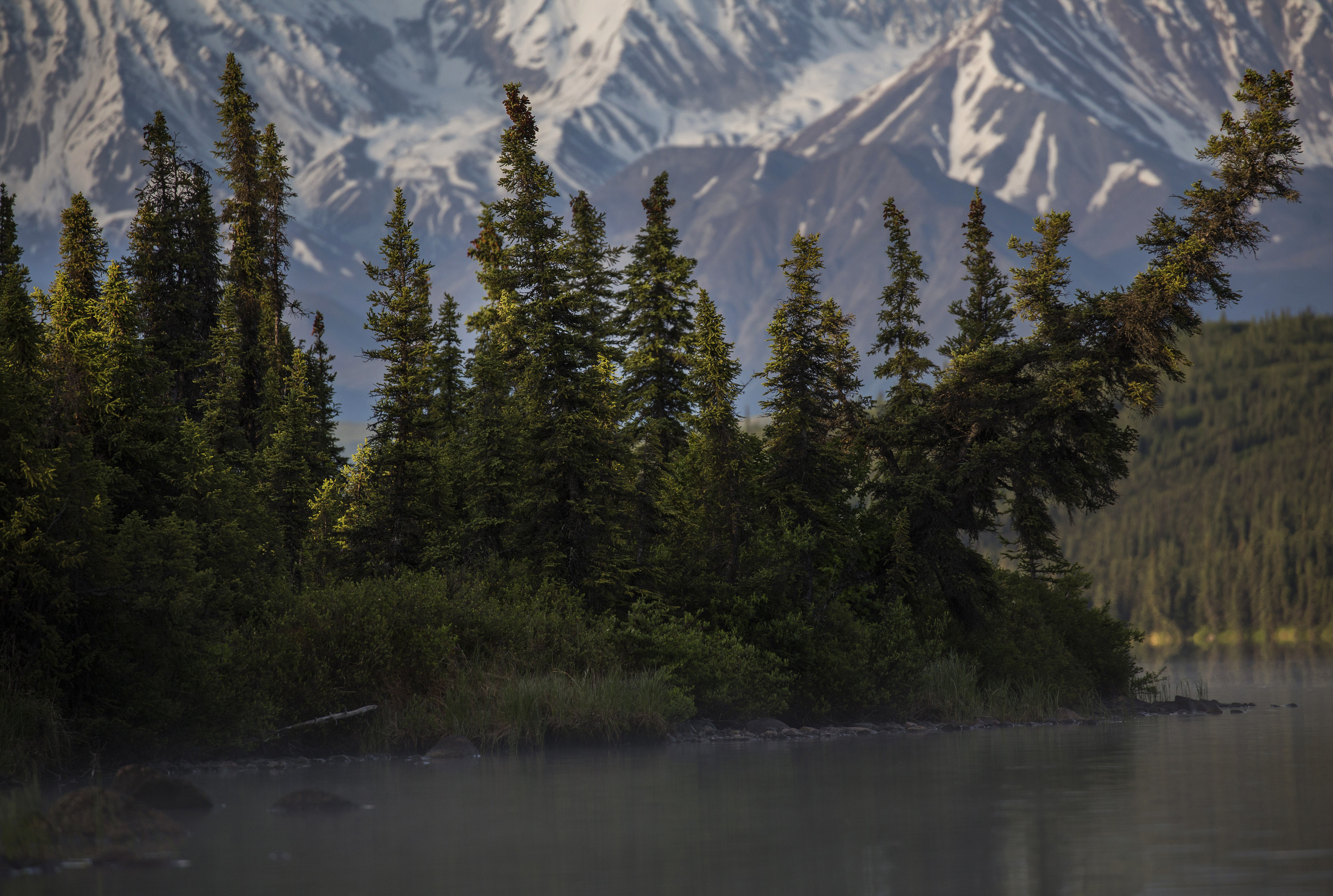spruce trees on the edge of a lake