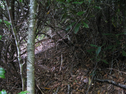 GRSM Accuracy Assessment. Plot Code: GRSM_AA_0550_2