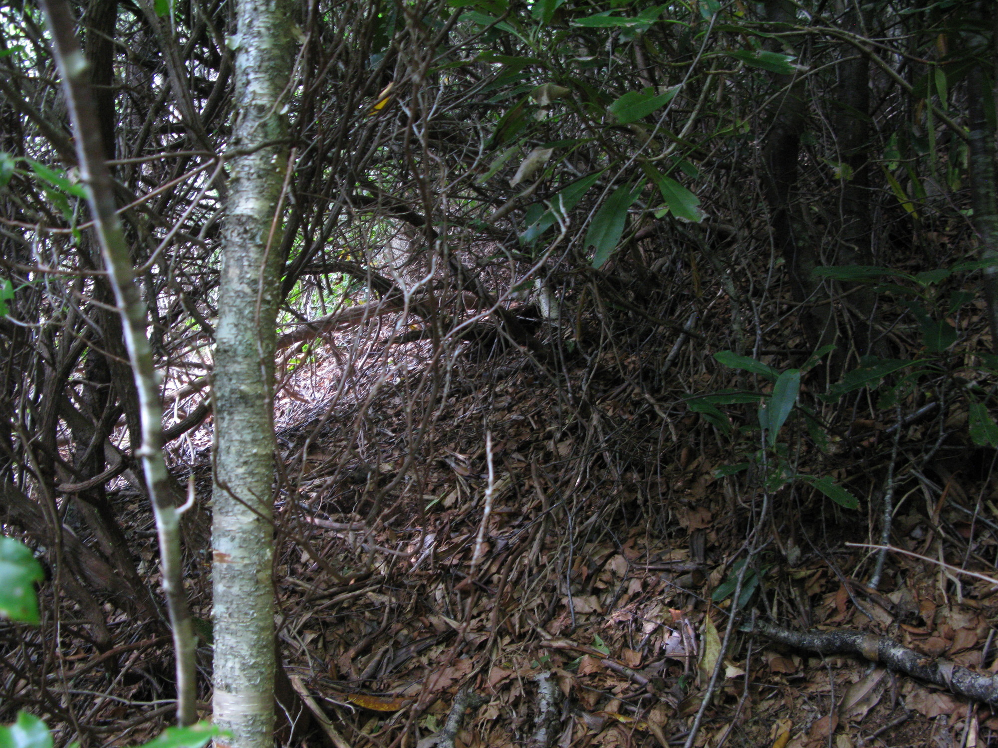 GRSM Accuracy Assessment. Plot Code: GRSM_AA_0550_2