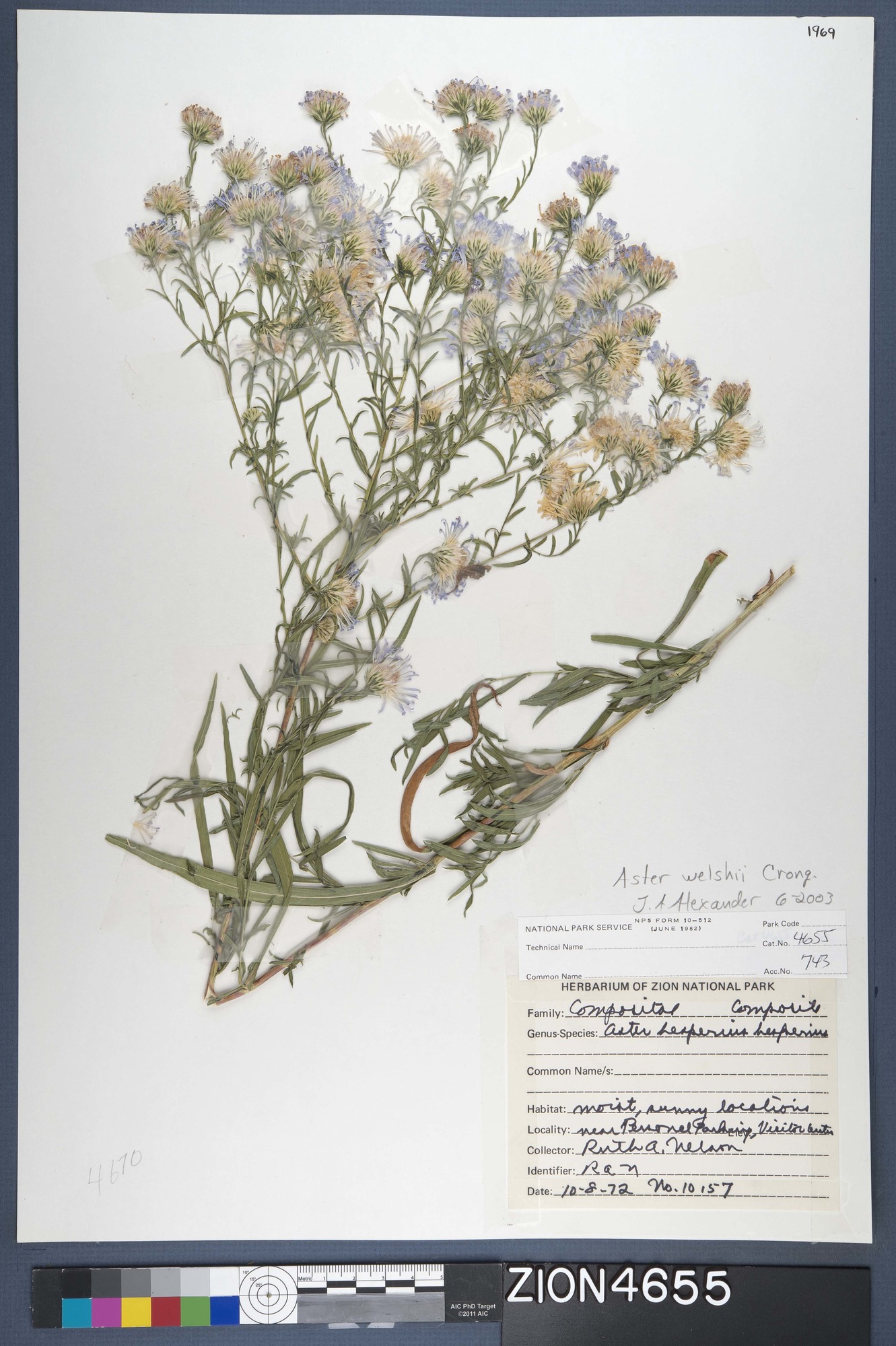 Herbarium Specimen Sheet 4655