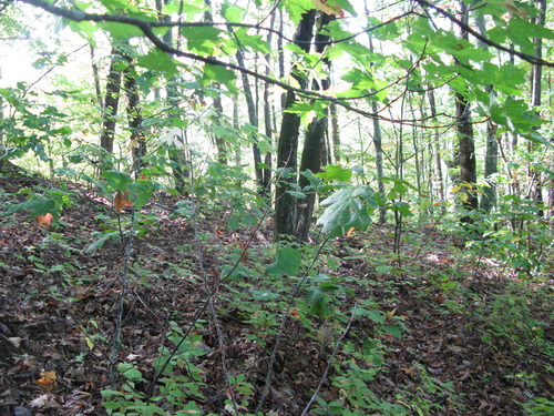 GRSM Accuracy Assessment. Plot Code: GRSM_AA_0233_4