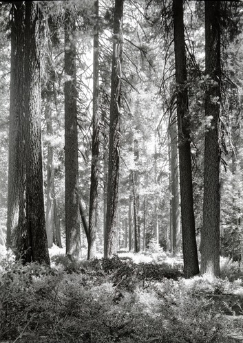 Sugar Pine Forest. Copied April 1997 by Leroy Radanovich.