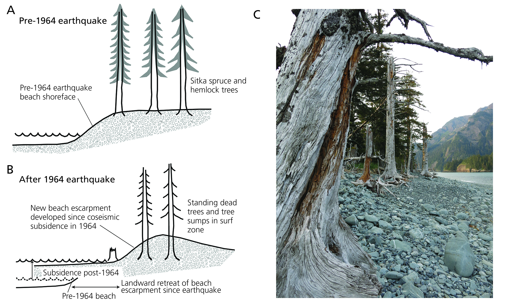 Two sketches and one photograph showing the process of subsidence and ghost forest formation during the 1964 Great Alaska Earthquake. One sketch shows pre-earthquake conditions with Sitka spruce and hemlock trees above a beach shoreface. The other sketch shows post-earthquake conditions with post-earthquake subsidence, landward retreat of the beach escarpment and standing dead trees and stumps now in the surf zone.
