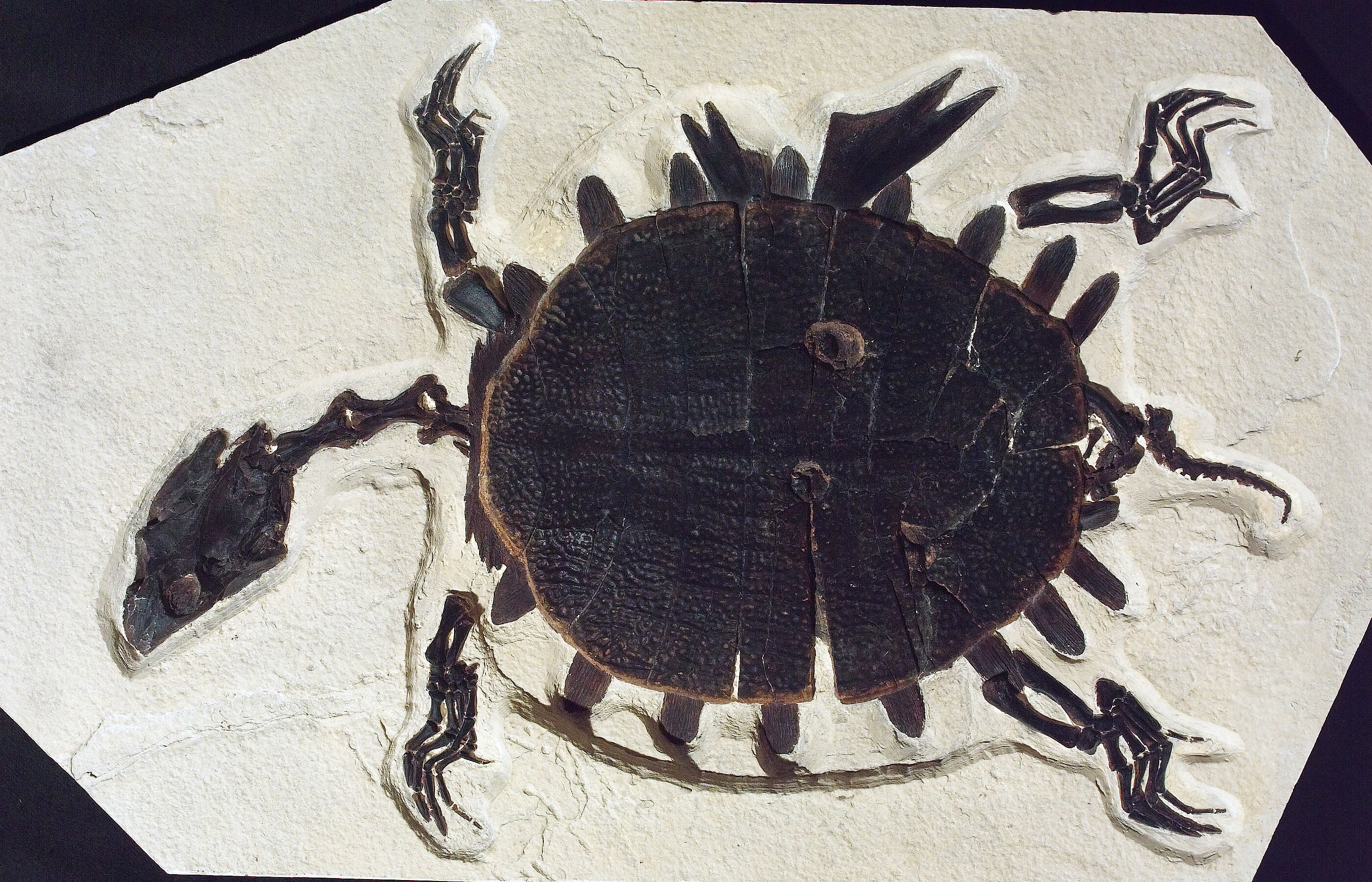 A dark brown turtle fossil on tan stone. The shell of the turtle has three holes of roughly the same size.