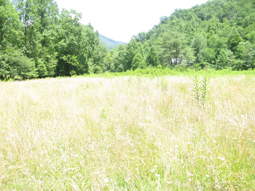 GRSM Accuracy Assessment. Plot Code: GRSM_AA_0774_6