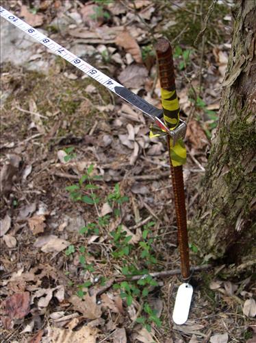 Fire effects monitoring on Jim Lee Prescribed burn, Mammoth Cave National Park, 2004