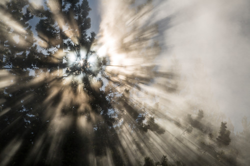Sun shining through a tree and steam at Norris Geyser Basin