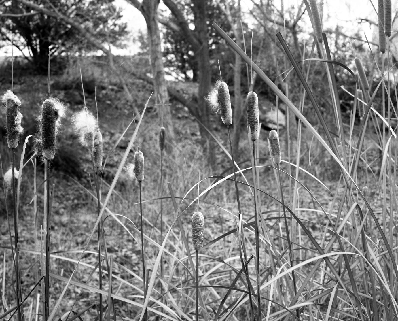 Cattail seed heads, in Oak Creek Canyon. Exhibit 16. [Nearly identical to ZION 14942 - negative number 3080b.]
