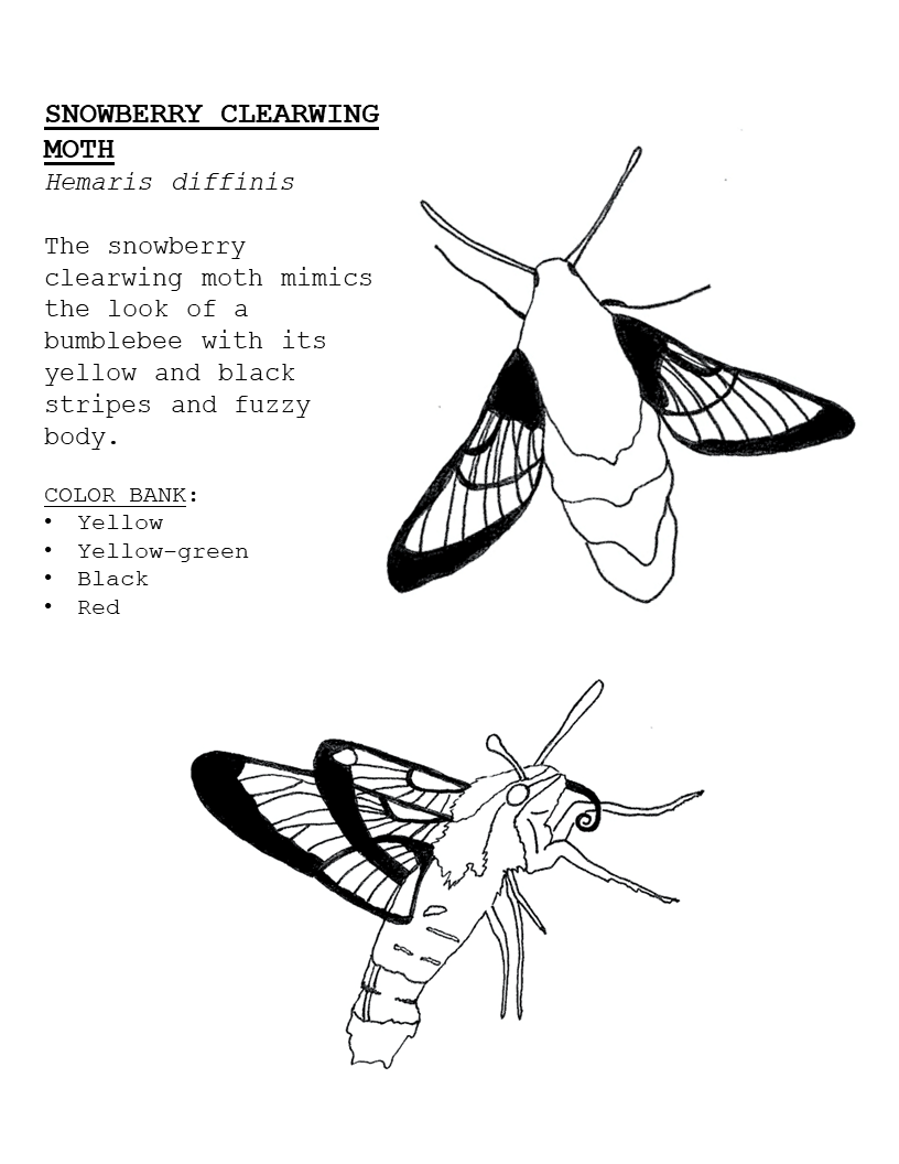 The snowberry clearwing moth mimics the look of a bumblebee with its yellow and black stripes and fuzzy body. 