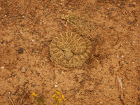 A praire rattle snake with alternating patterns of dark and light brown coils in the brown sand.