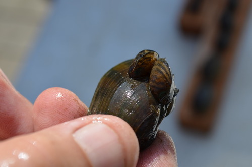 A hand holds up a large brown mussel with two smaller, striped zebra mussels attached to its shell.