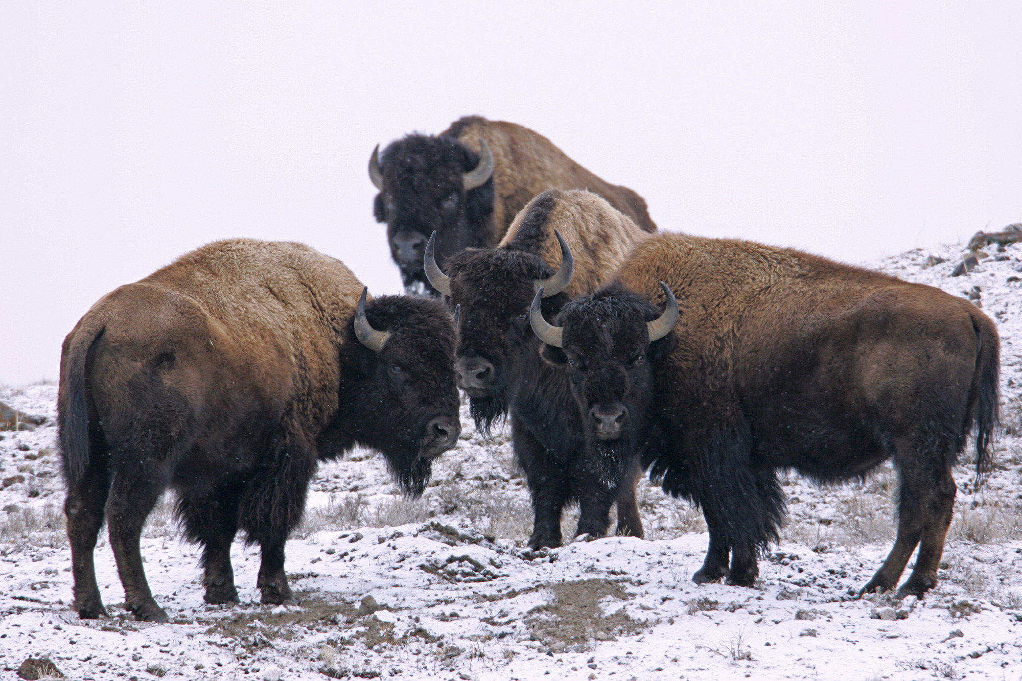 Four bull bison stand on ground dusted by snow.