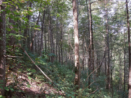 GRSM Accuracy Assessment. Plot Code: GRSM_AA_0919_6