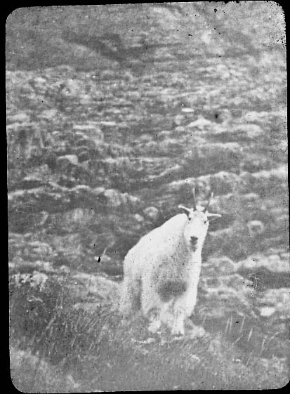 Montana Mountain Goat