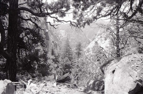 BW photo of the 1937 grazing study 35MM.
